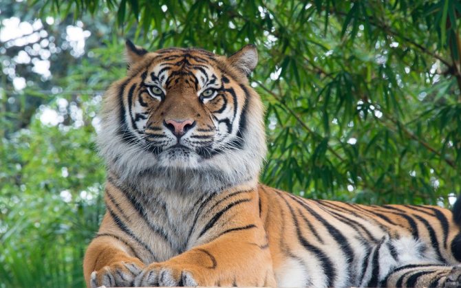 2022-й — год Тигра по восточному календарю: в чем встречать и чего ждать