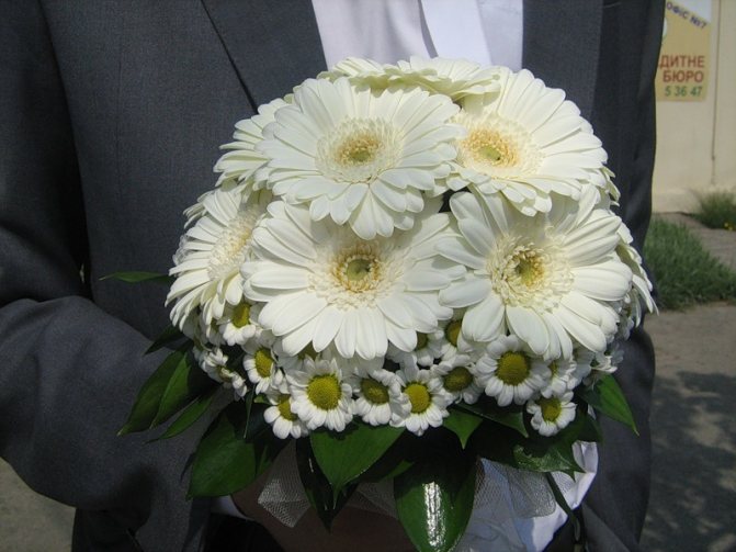 Букет невесты из белых хризантем и гербер