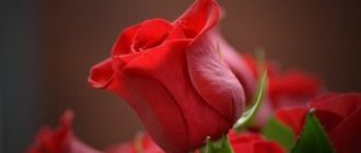 Цветок розы. Изображение Moshe Harosh